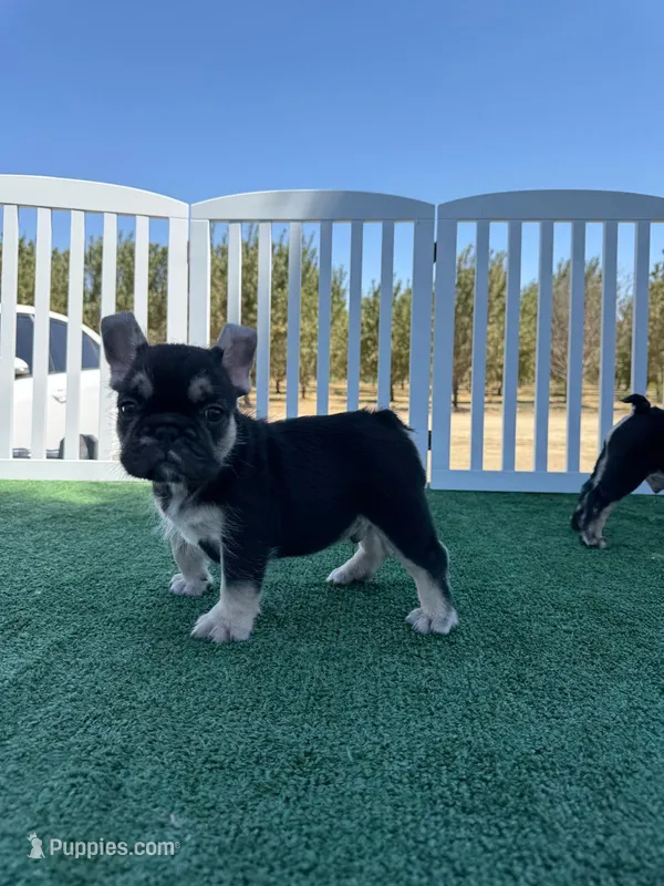 Wire – French Bulldog puppy for sale in Fresno, CA