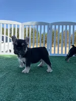 Wire, a male French Bulldog for sale in Fresno, CA – 1 of 2