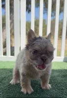 Floodle , a female French Bulldog for sale in Tranquillity, CA – 1 of 2
