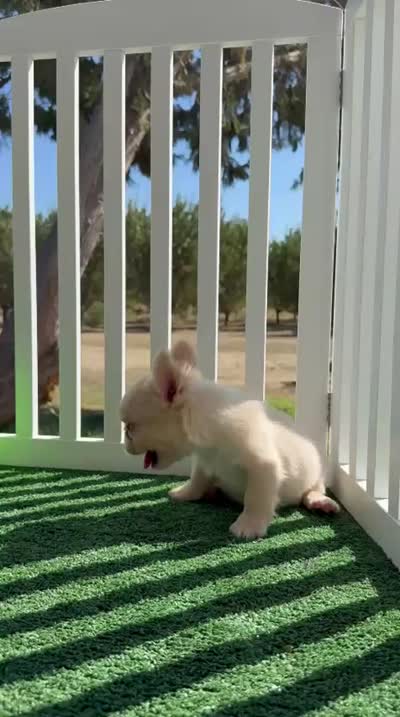 Cream fluffy , a female French Bulldog for sale in Tranquillity, CA – 2 of 2