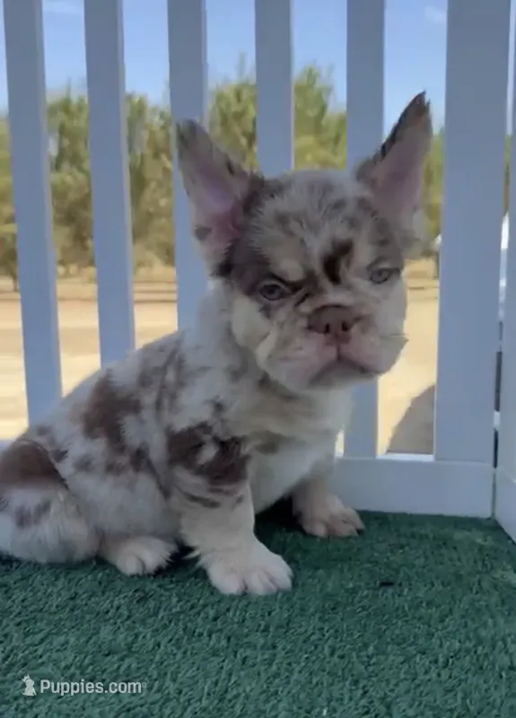 Muffin  – French Bulldog puppy for sale in Fresno, CA