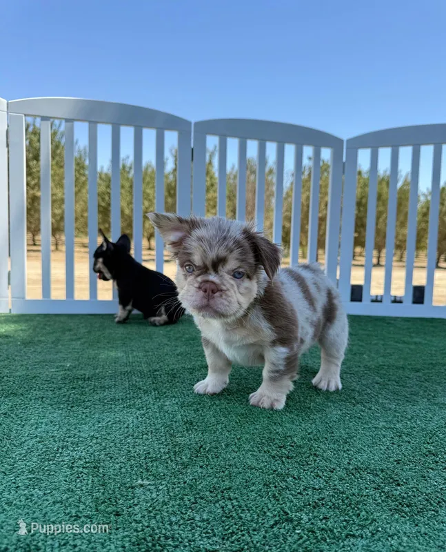 Muffin  – French Bulldog puppy for sale in Fresno, CA