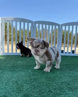 Muffin , a female French Bulldog for sale in Fresno, CA – 1 of 2