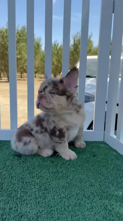 Muffin , a female French Bulldog for sale in Tranquillity, CA – 2 of 2