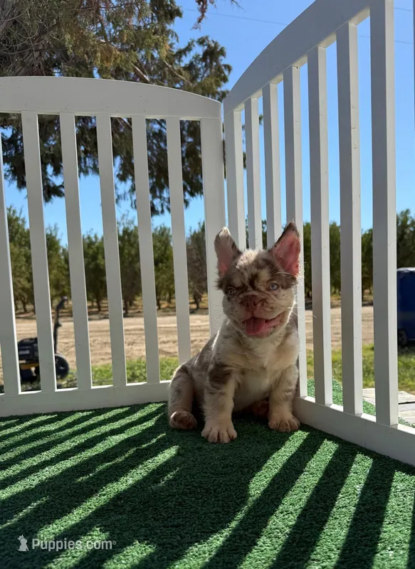 Muffin  – French Bulldog puppy for sale in Tranquillity, CA