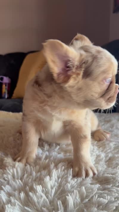 Churro, a male French Bulldog for sale in Tranquillity, CA – 2 of 2