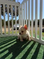 Cream fluffy , a female French Bulldog for sale in Tranquillity, CA – 1 of 2