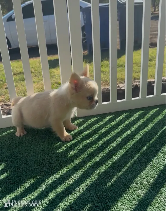 Crema – French Bulldog puppy for sale in Tranquillity, CA
