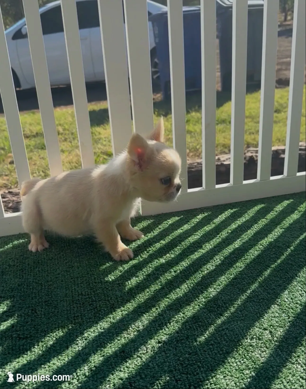 Crema, a female French Bulldog for sale in Tranquillity, CA – 1 of 2