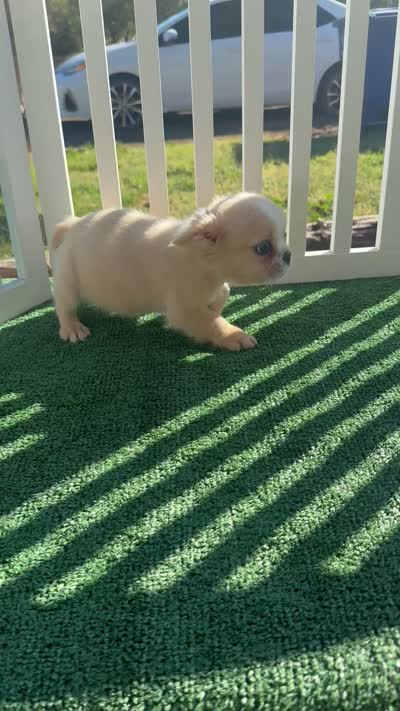 Crema, a female French Bulldog for sale in Tranquillity, CA – 2 of 2