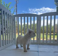 Bombon, a female French Bulldog for sale in Fresno, CA – 4 of 4