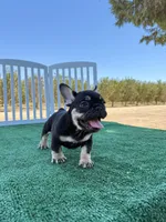 Bomi, a female French Bulldog for sale in Fresno, CA – 2 of 2