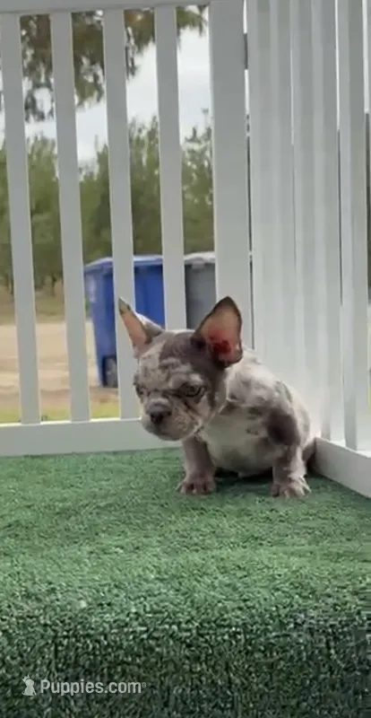 Merle – French Bulldog puppy for sale in Tranquillity, CA