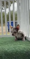 Merle, a male French Bulldog for sale in Tranquillity, CA – 1 of 3