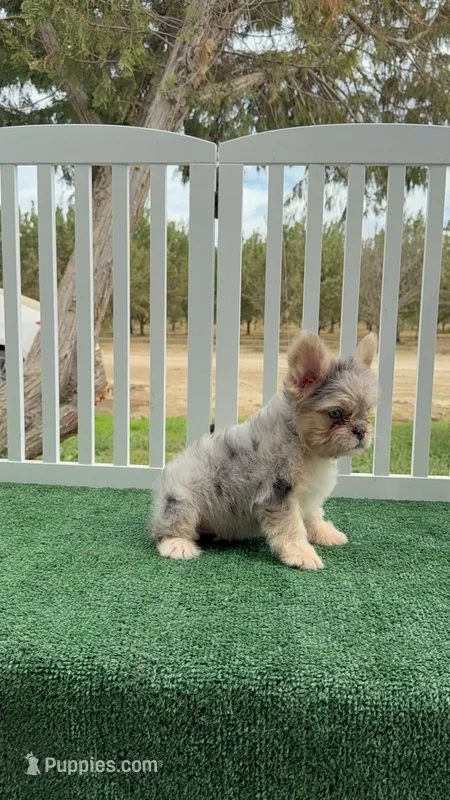 Mochi – French Bulldog puppy for sale in Tranquillity, CA