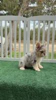 Mochi, a female French Bulldog for sale in Tranquillity, CA – 1 of 2
