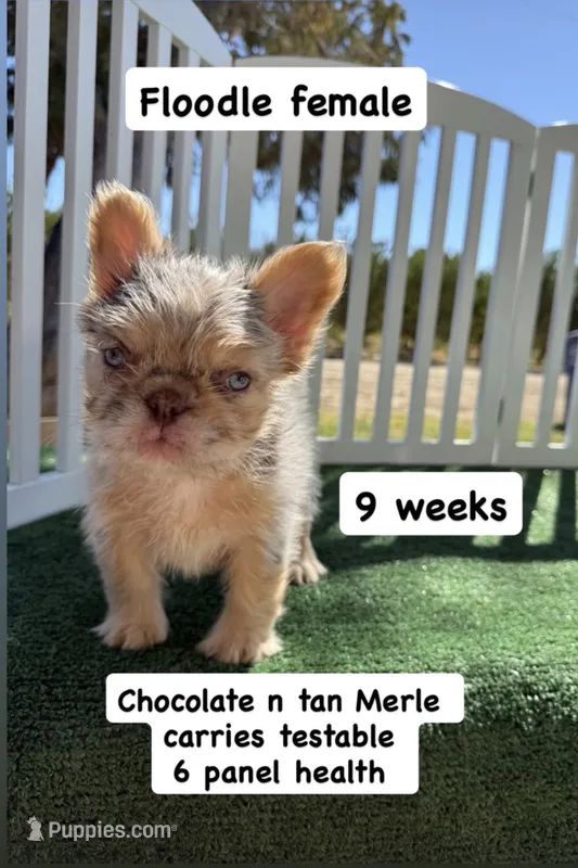 Floodles – French Bulldog puppy for sale in Tranquillity, CA