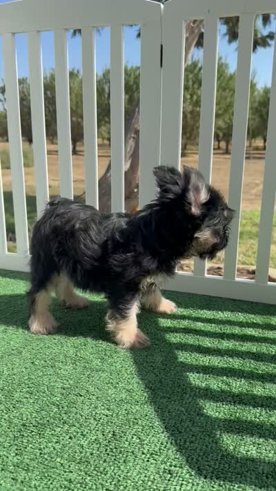 La prieta, a female French Bulldog for sale in Tranquillity, CA – 2 of 2