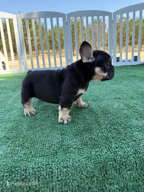 Bomi – French Bulldog puppy for sale in Fresno, CA