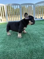 Bomi, a female French Bulldog for sale in Fresno, CA – 1 of 2