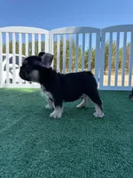 Wire, a male French Bulldog for sale in Fresno, CA – 2 of 2