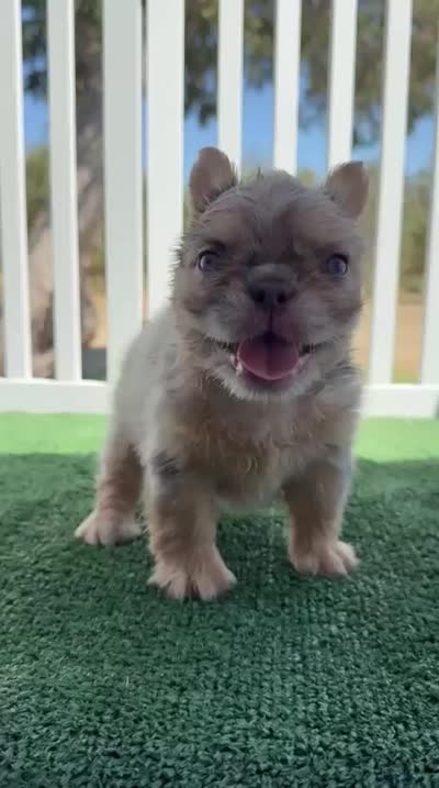 Floodle , a female French Bulldog for sale in Tranquillity, CA – 2 of 2