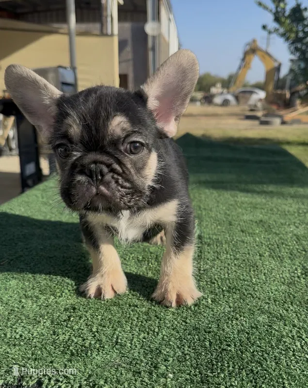 Osito – French Bulldog puppy for sale in Tranquillity, CA