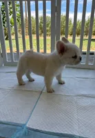 Bombon, a female French Bulldog for sale in Fresno, CA – 2 of 4