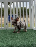 Merle, a male French Bulldog for sale in Tranquillity, CA – 2 of 3