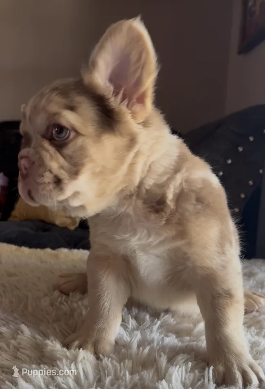 Churro – French Bulldog puppy for sale in Tranquillity, CA