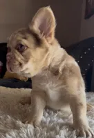 Churro, a male French Bulldog for sale in Tranquillity, CA – 1 of 2