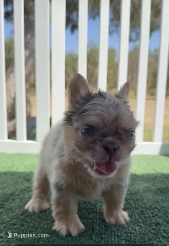 Floodles – French Bulldog puppy for sale in Tranquillity, CA
