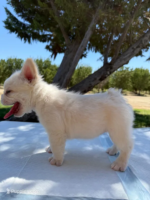 Bombon – French Bulldog puppy for sale in Fresno, CA