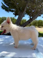 Bombon, a female French Bulldog for sale in Fresno, CA – 1 of 4