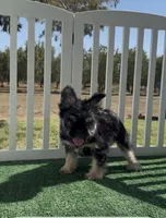 La prieta, a female French Bulldog for sale in Tranquillity, CA – 1 of 2
