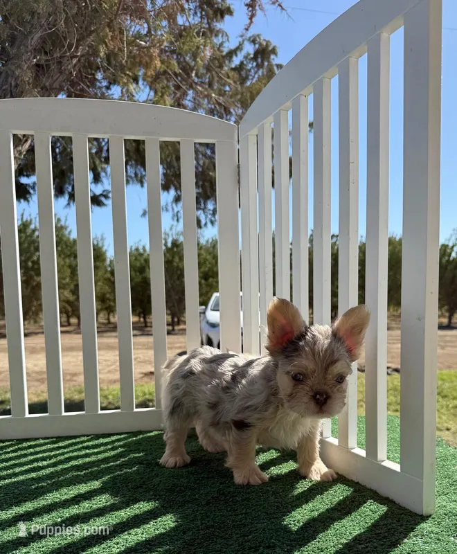 Floodle merle – French Bulldog puppy for sale in Tranquillity, CA
