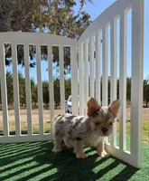Floodle merle, a female French Bulldog for sale in Tranquillity, CA – 1 of 1