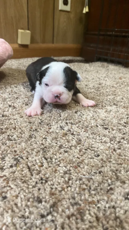 Buzz – Boston Terrier puppy for sale in French Lick, IN