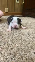 Buzz, a male Boston Terrier for sale in French Lick, IN – 1 of 1