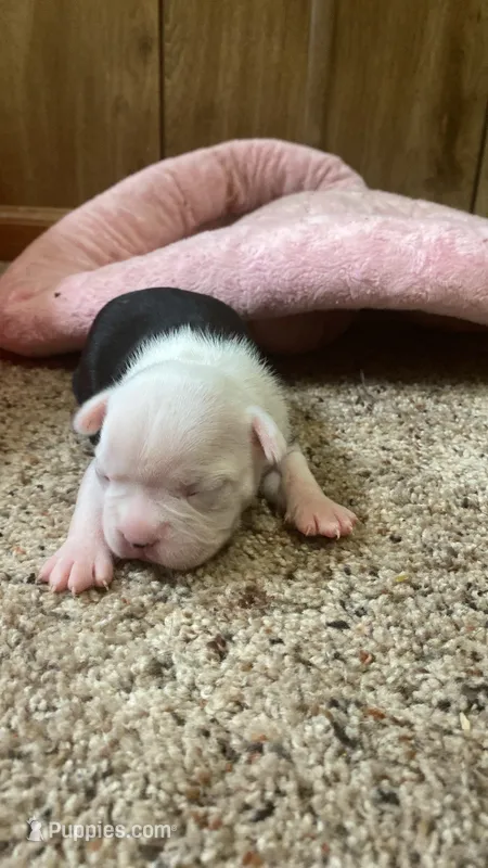 Hunter – Boston Terrier puppy for sale in French Lick, IN