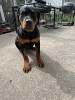 karma, a female Rottweiler for sale in Saint Charles, MO – 8 of 10