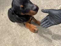 karma, a female Rottweiler for sale in Saint Charles, MO – 2 of 10