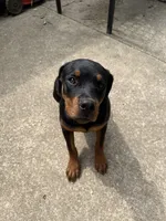 karma, a female Rottweiler for sale in Saint Charles, MO – 9 of 10