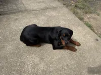 karma, a female Rottweiler for sale in Saint Charles, MO – 7 of 10