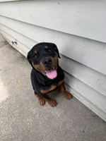 karma, a female Rottweiler for sale in Saint Charles, MO – 4 of 10