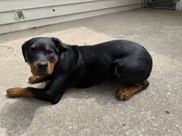 karma, a female Rottweiler for sale in Saint Charles, MO – 6 of 10