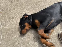 karma, a female Rottweiler for sale in Saint Charles, MO – 3 of 10