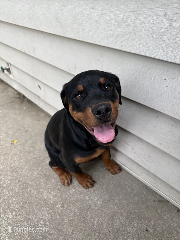 karma – Rottweiler puppy for sale in Saint Charles, MO