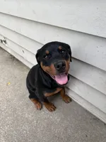 karma, a female Rottweiler for sale in Saint Charles, MO – 1 of 10