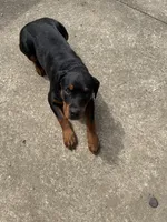 karma, a female Rottweiler for sale in Saint Charles, MO – 10 of 10